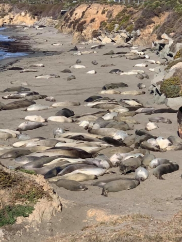 73375455_1374559712703114_7429477038991343616_n