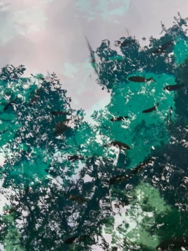 74647606 1397959013696517 5862752619579047936 n